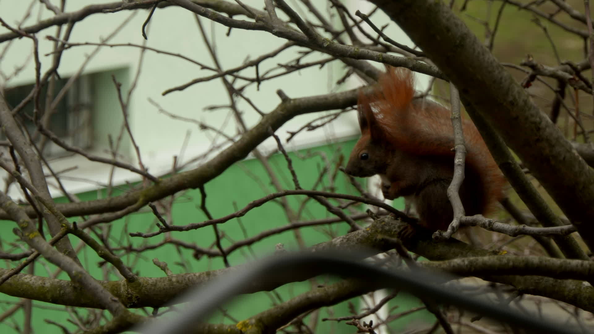 站在树枝上的红松鼠视频的预览图