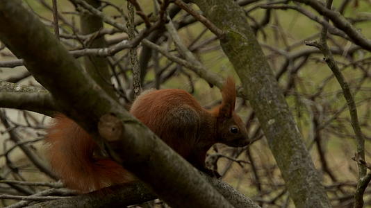 站在树枝上的红松鼠视频的预览图