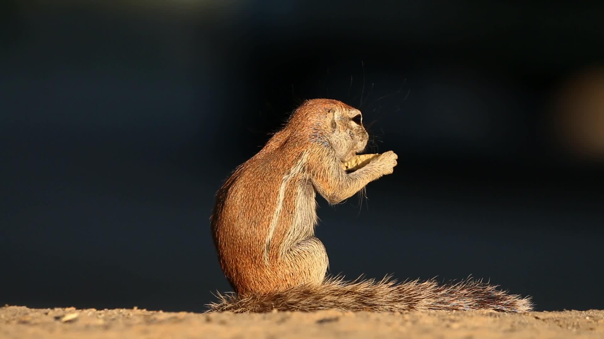 喂养松鼠卡拉哈里沙漠视频的预览图