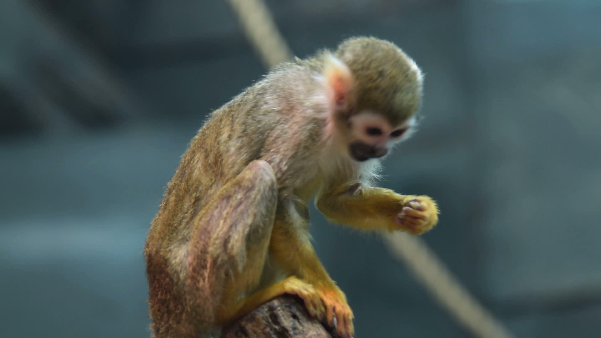动脉中的小松鼠猴视频的预览图