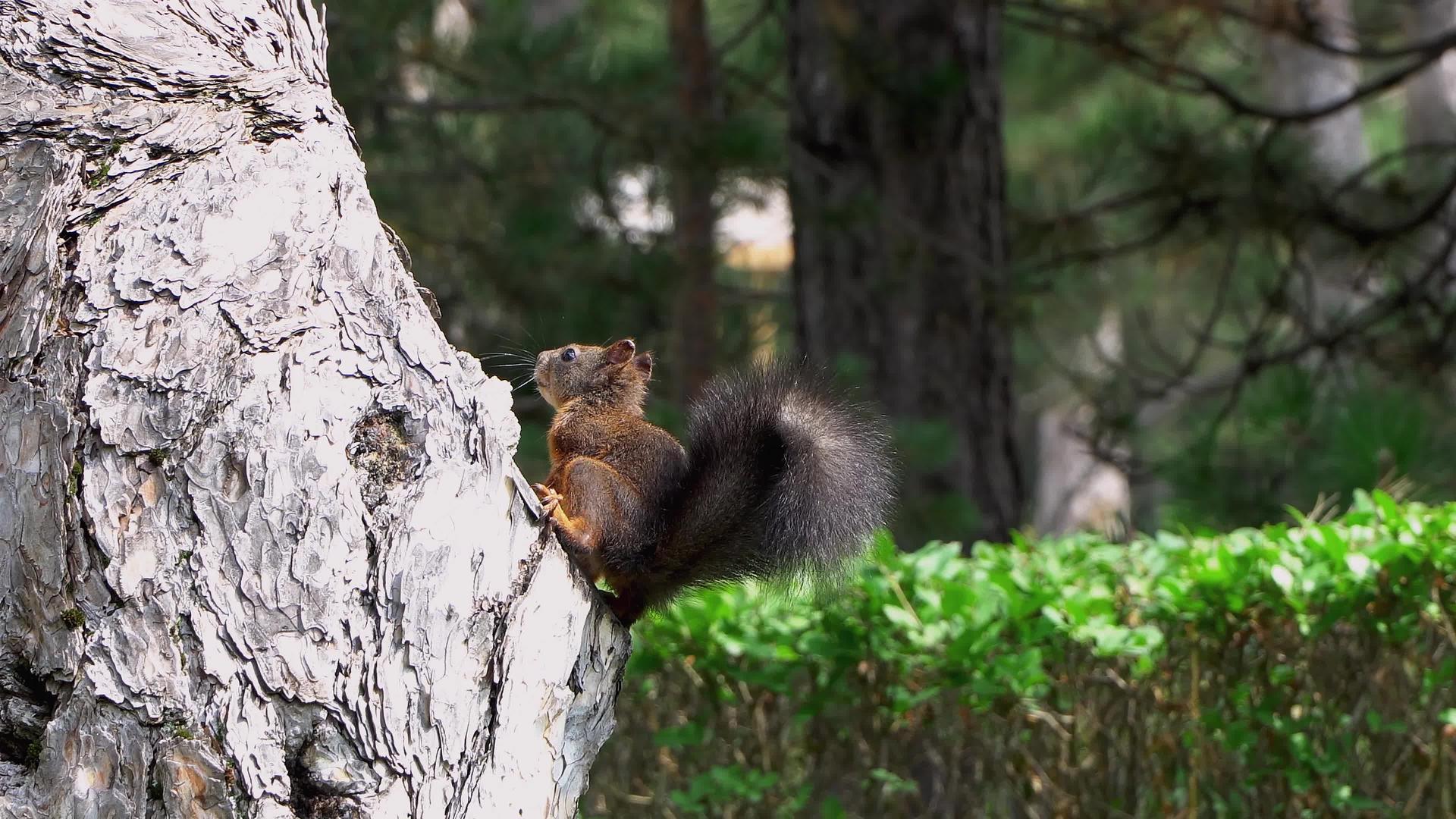 林中树上的松鼠视频的预览图