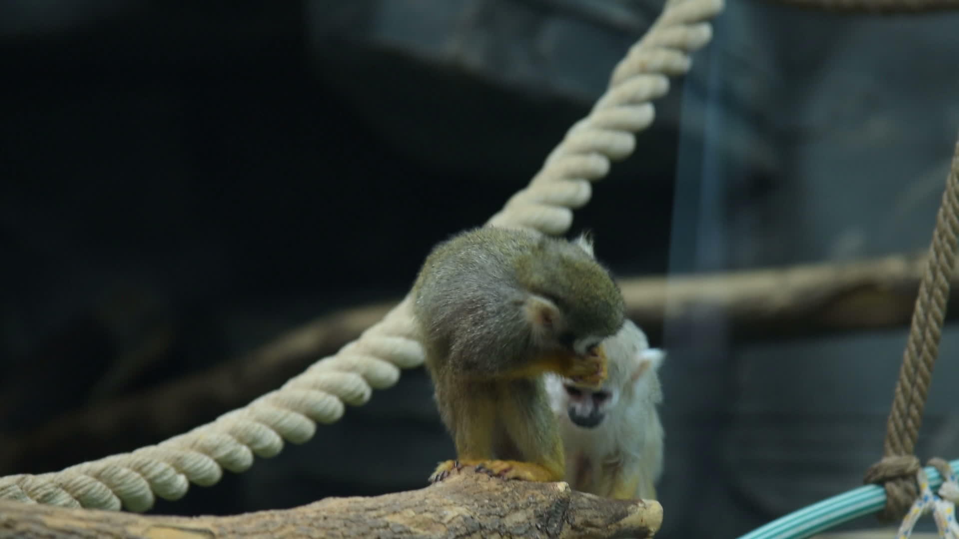 车厢里有两只松鼠猴子视频的预览图