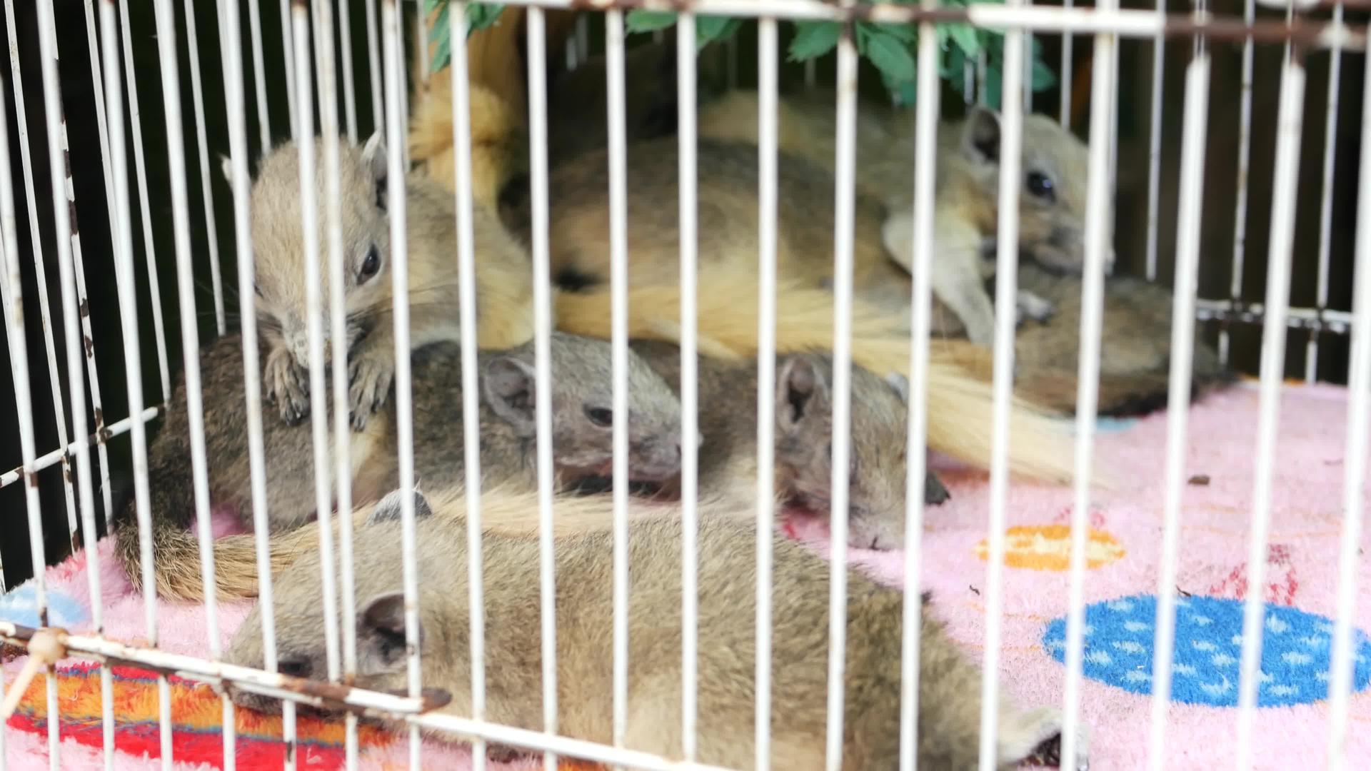 可爱的松鼠在拥挤的笼子里泰国曼谷乍都乍市场拥挤的小笼子视频的预览图