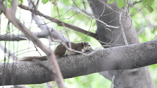 松鼠在树上的自然性视频的预览图