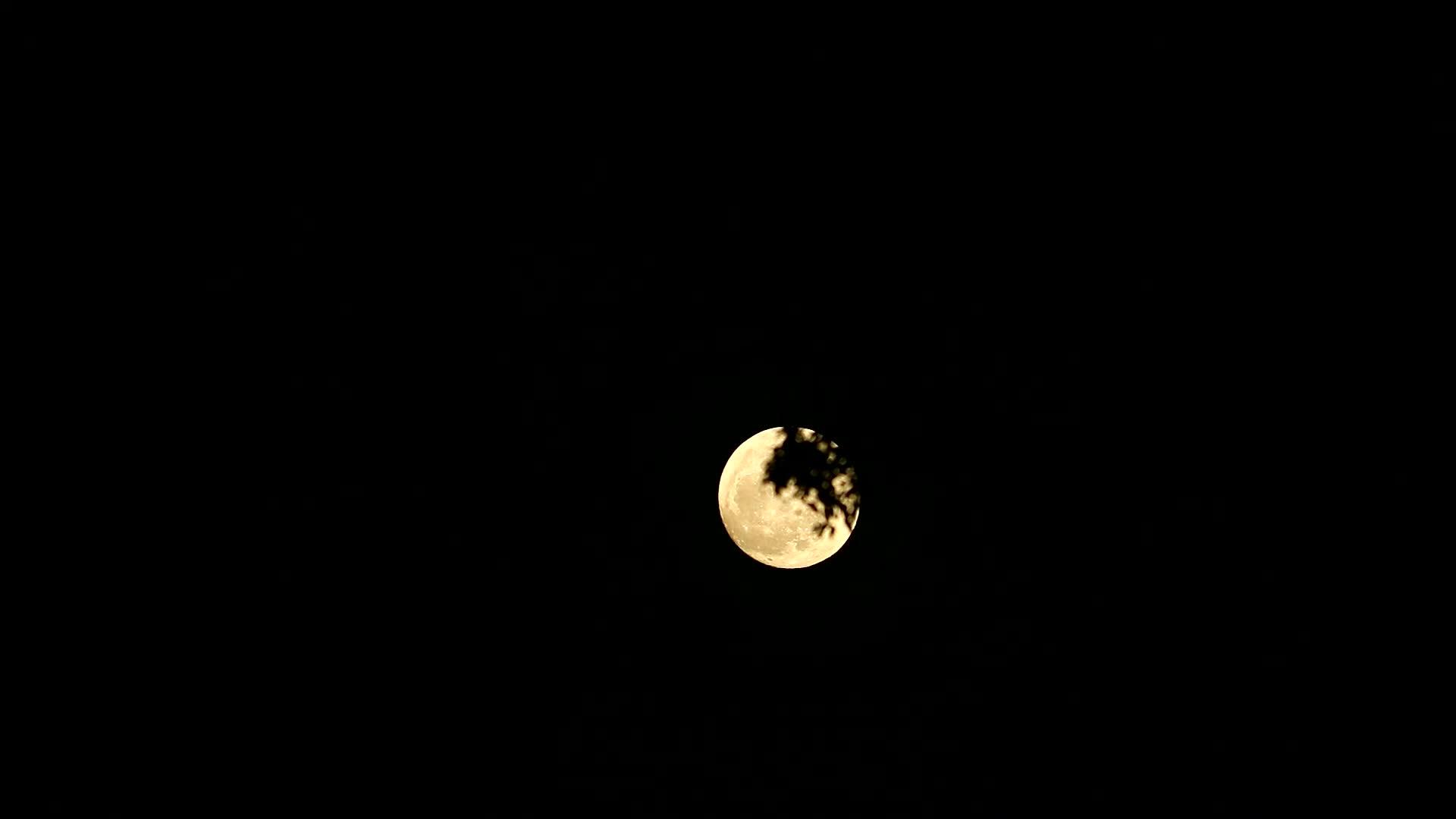 满月在夜空中飞回月亮在圆树上飞回视频的预览图