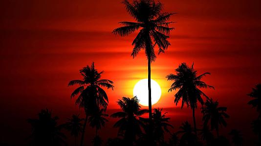 日落的红天和血月向后升起云里有木影椰子树视频的预览图