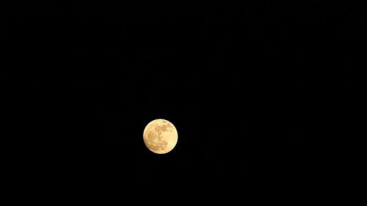 橙色的圆橡树月亮在夜空中视频的预览图