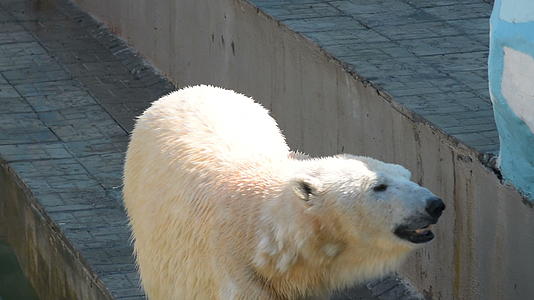 北极熊在动物园里视频的预览图