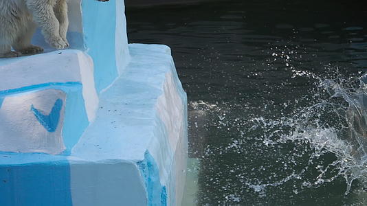 北极熊在水中玩耍视频的预览图
