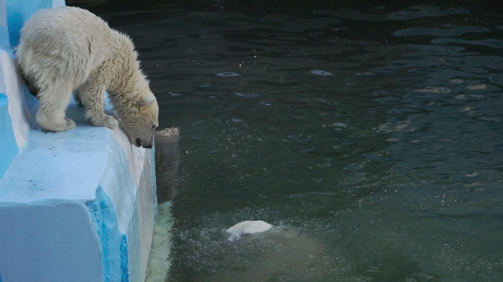 北极熊在水中玩耍视频的预览图