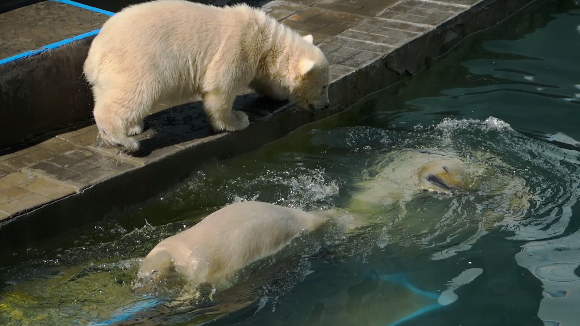 北极熊和幼熊在水中玩耍视频的预览图