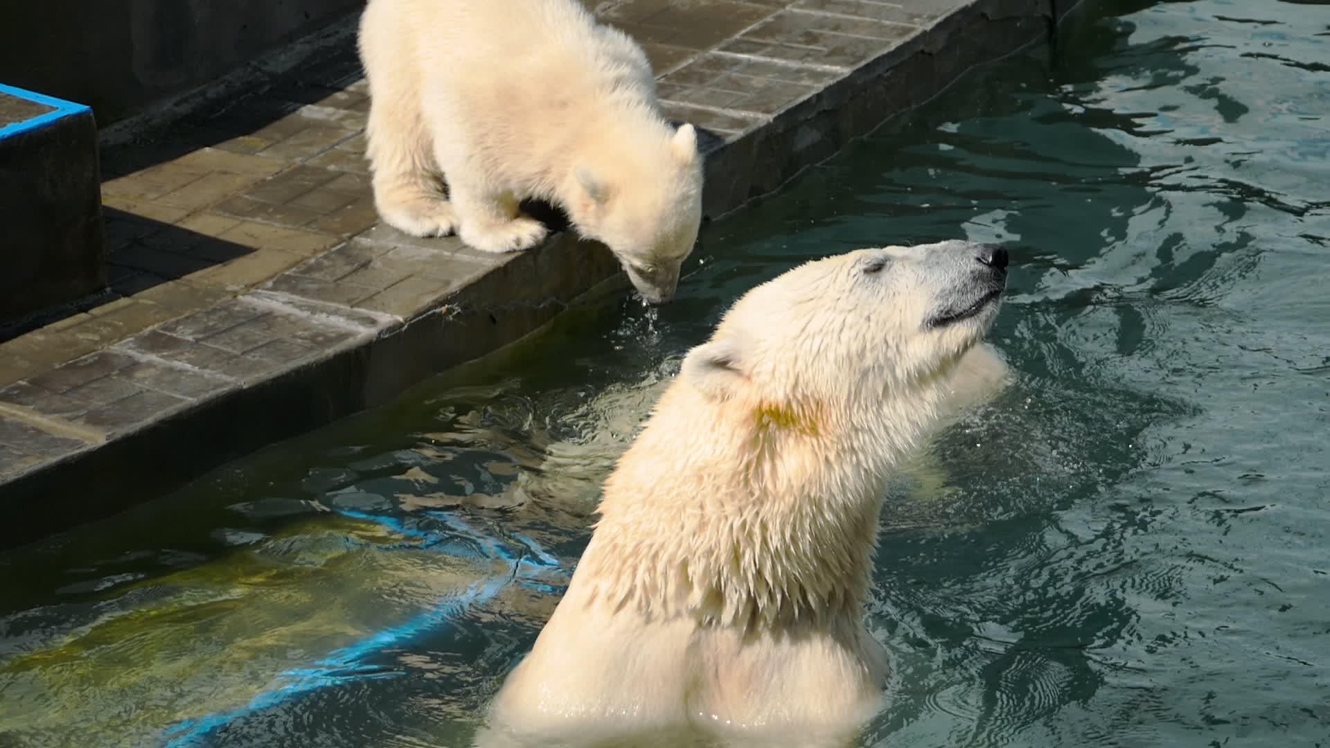 北极熊和幼熊在水中玩耍视频的预览图