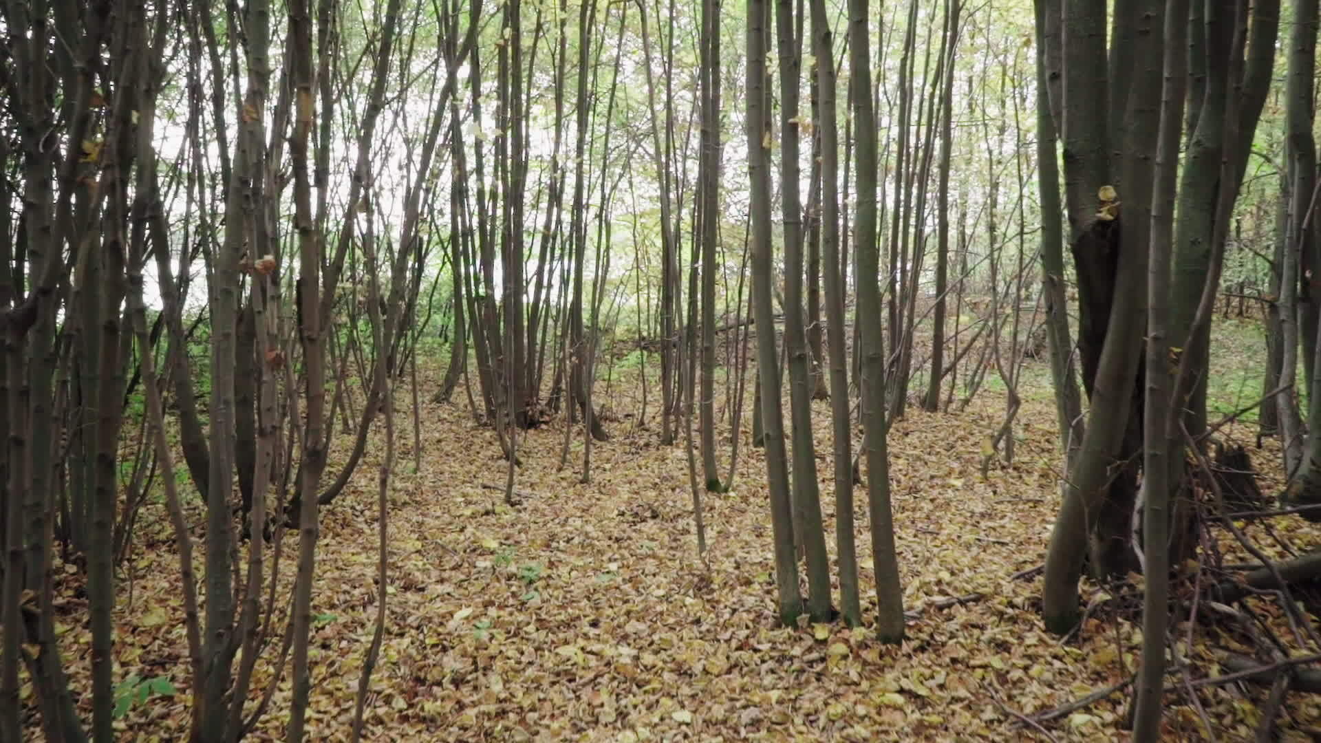 秋天的年轻森林视频的预览图