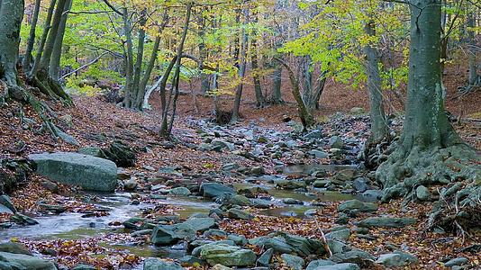 秋天有小溪有小溪有小溪视频的预览图