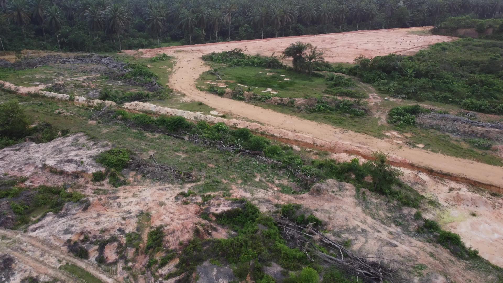油棕榈中的毁林树视频的预览图