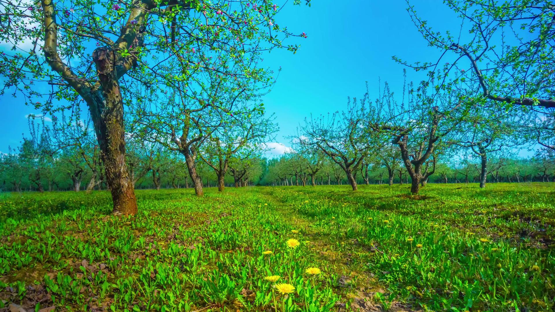 春天苹果果园和苹果果园之间的隔视频的预览图