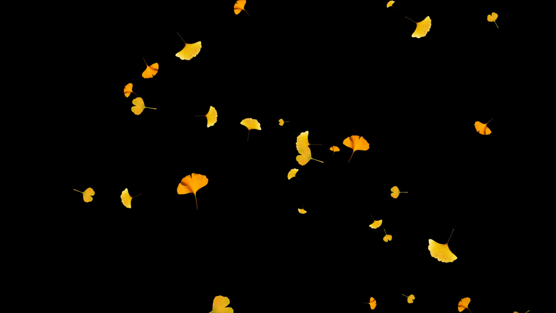 4K透明通道枯黄的银杏叶飘落素材视频的预览图