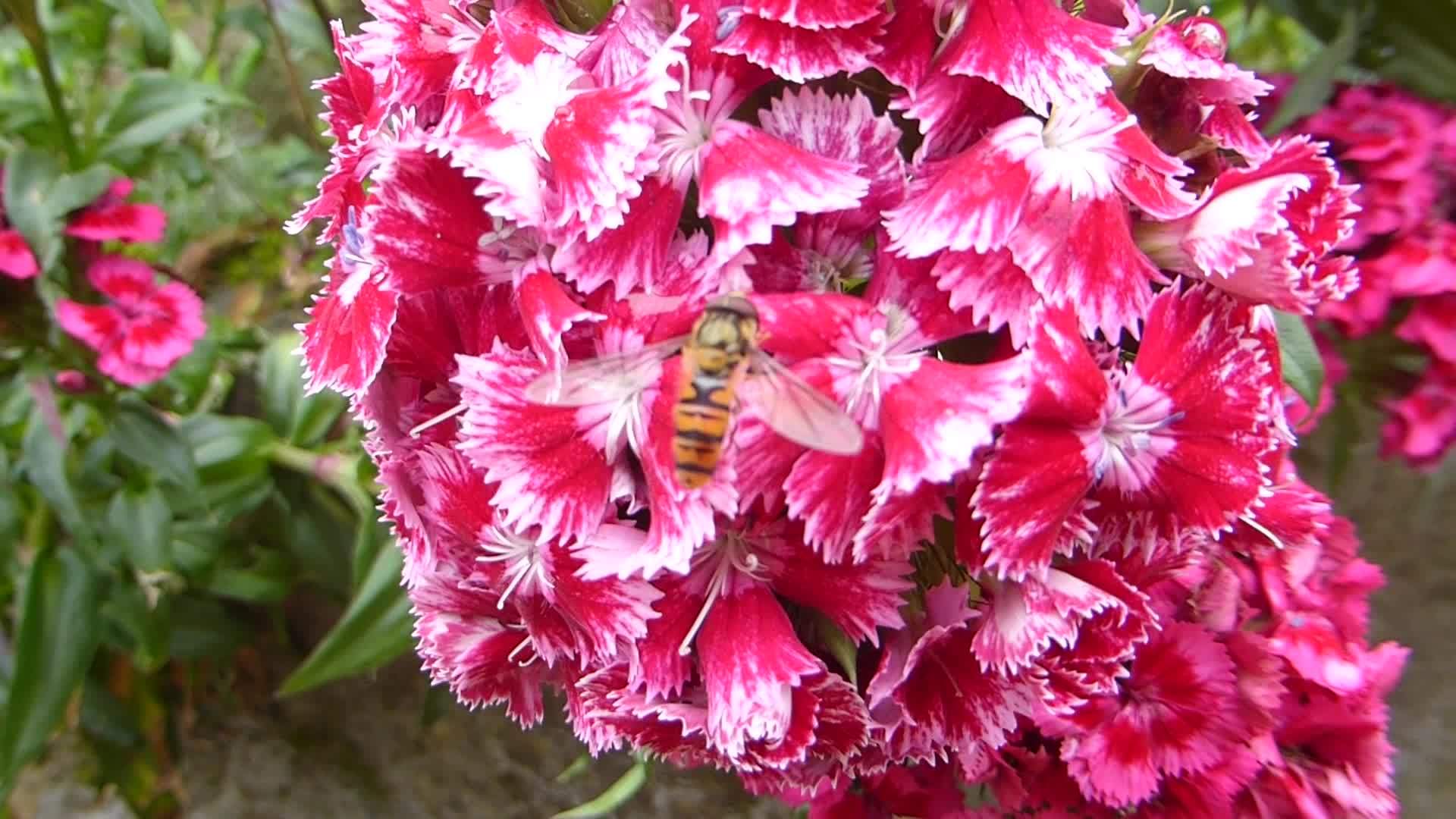 漂浮在甜美的威廉花朵上视频的预览图