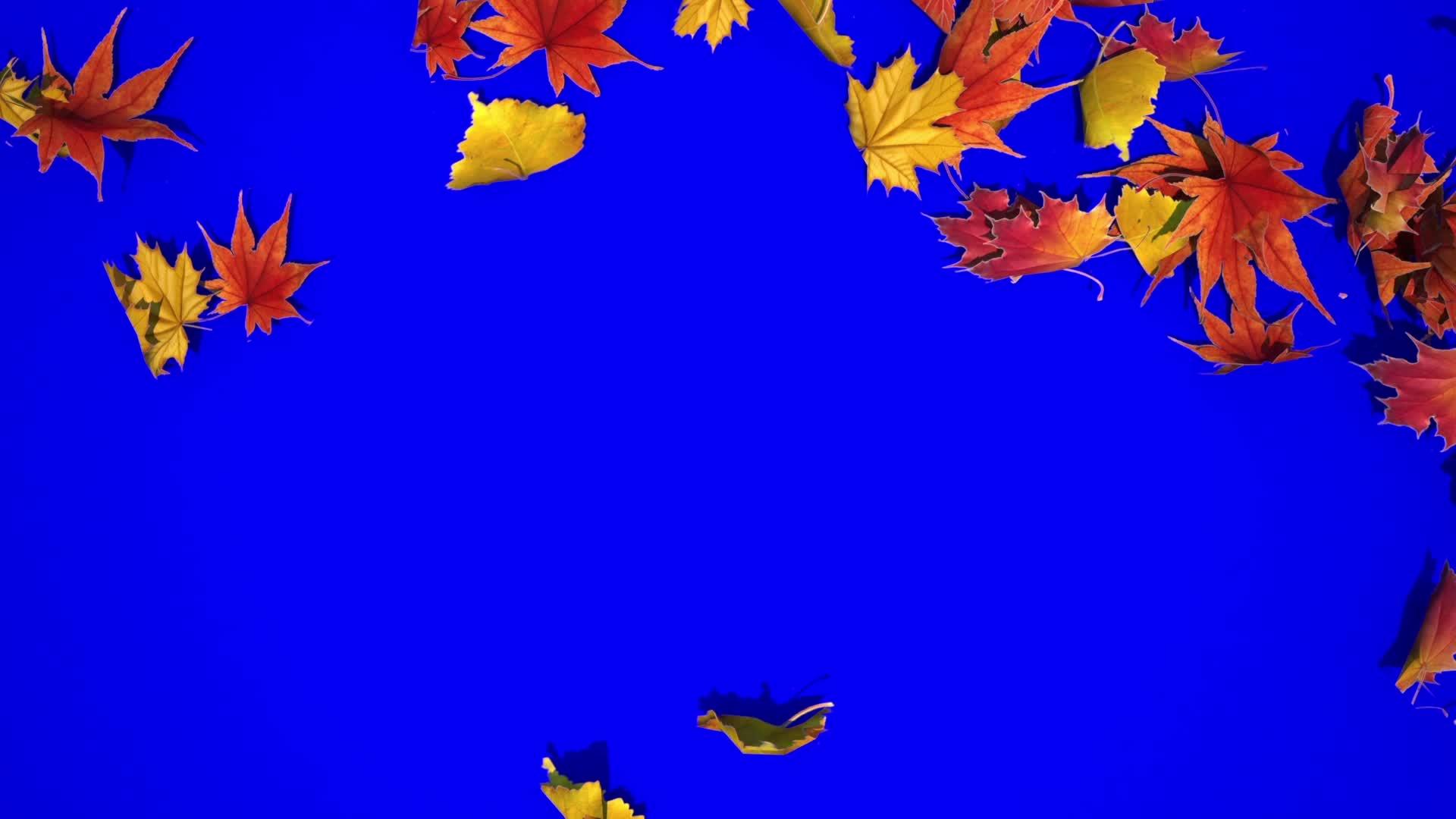 蓝色背景分布hd的地图树叶视频的预览图