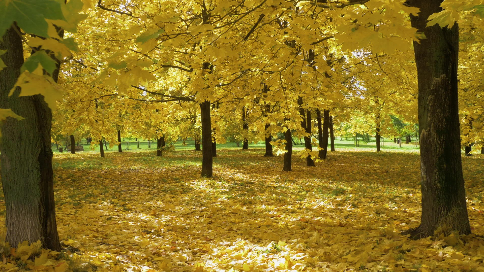 秋天阳光明媚的日子 公园的地面上有黄色的枫树和树叶视频的预览图