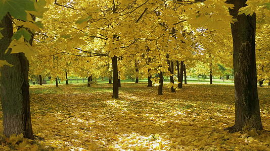 秋天阳光明媚的日子公园的地面上有黄色的枫树和树叶视频的预览图