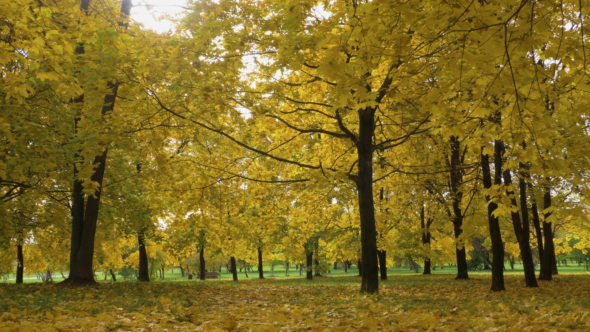 秋天在阳光明媚的公园里地上有黄色的地图树和树叶视频的预览图