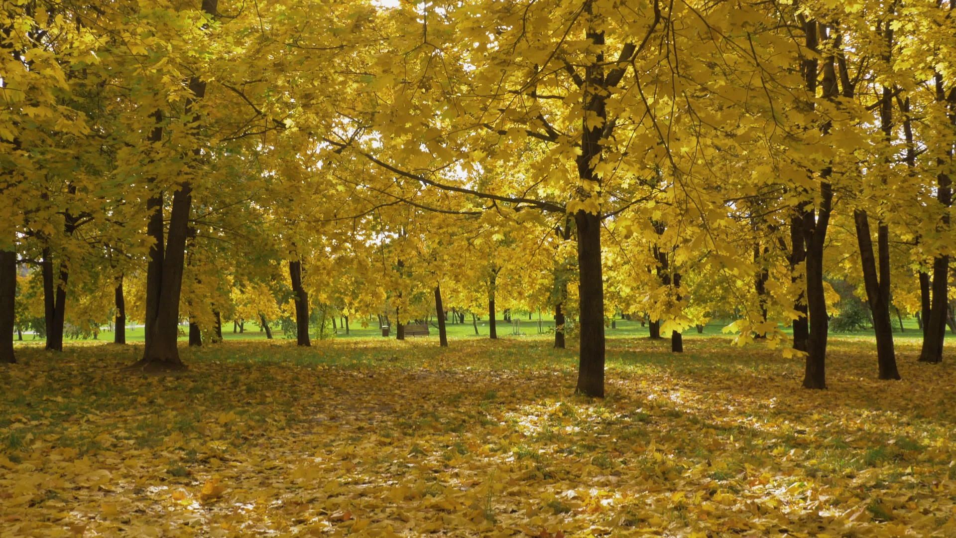 秋天在阳光明媚的日子里公园里有黄色的柳树和垂直垂直的叶子视频的预览图