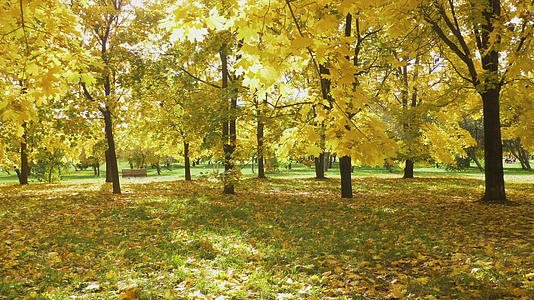 秋天在阳光明媚的日子里公园的枫叶在公园的树上视频的预览图