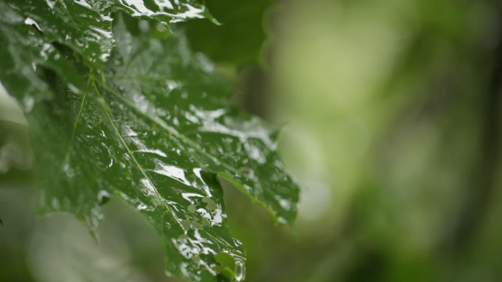 地图叶雨夹1视频的预览图