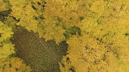 秋天的黄色地图树垂直俯视着无人机向上飞行旋转和旋转视频的预览图