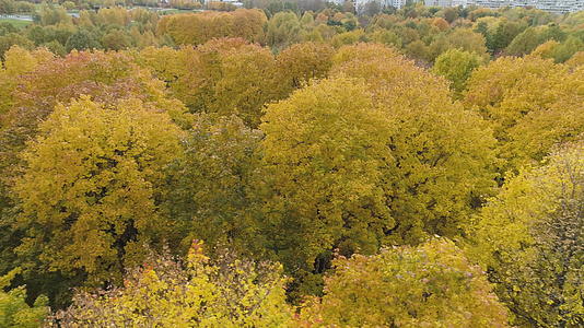 秋天有黄色、红色和绿色的树在空中我们看到无人机向左飞去视频的预览图