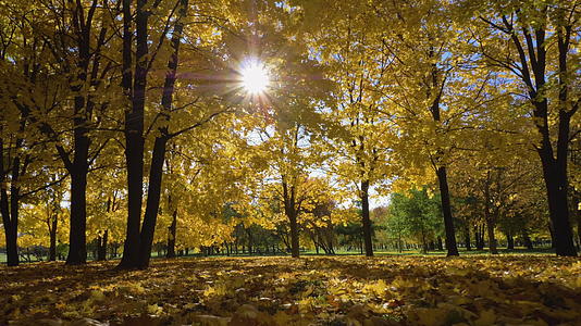 在阳光明媚的秋天公园或森林里黄色的枫树相机以低角度向前视频的预览图