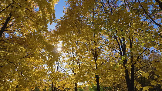 公园或森林和黄色的枫树在阳光明媚的秋天和蓝天相机在阳光和蓝天视频的预览图