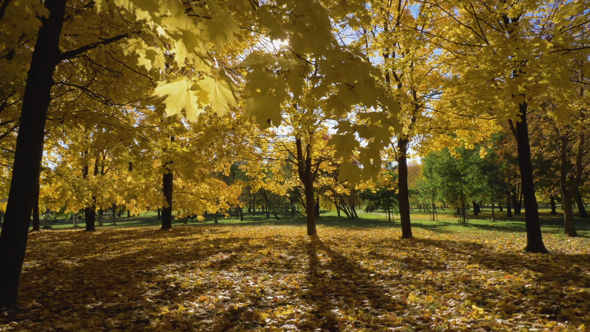 在阳光明媚的秋天公园或森林里黄色的枫树正在向前移动视频的预览图