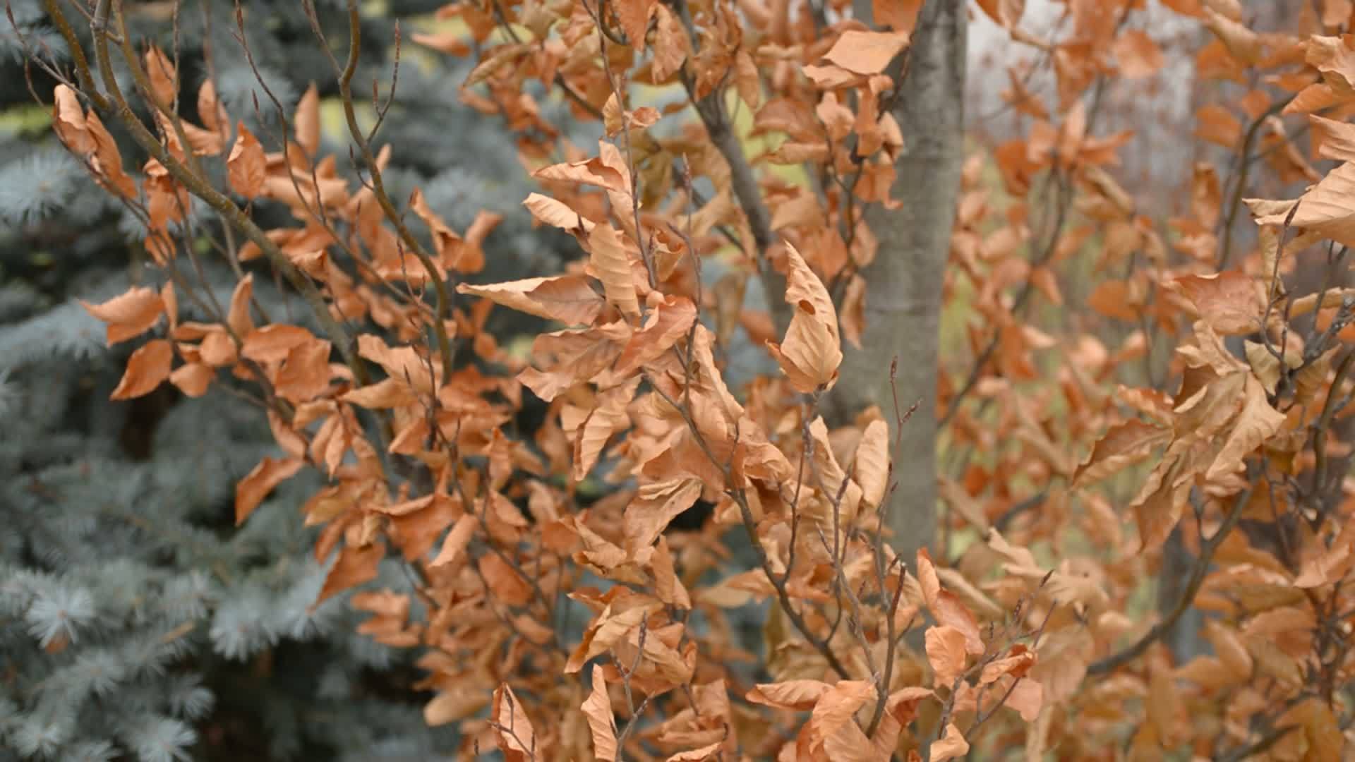 树上的干棕色叶子在风中飘动视频的预览图