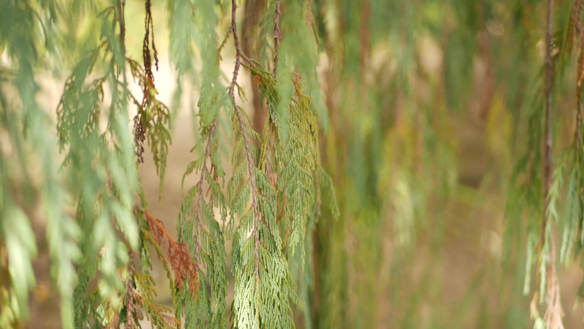 美国加州花园的柏树针叶树特写背景视频的预览图
