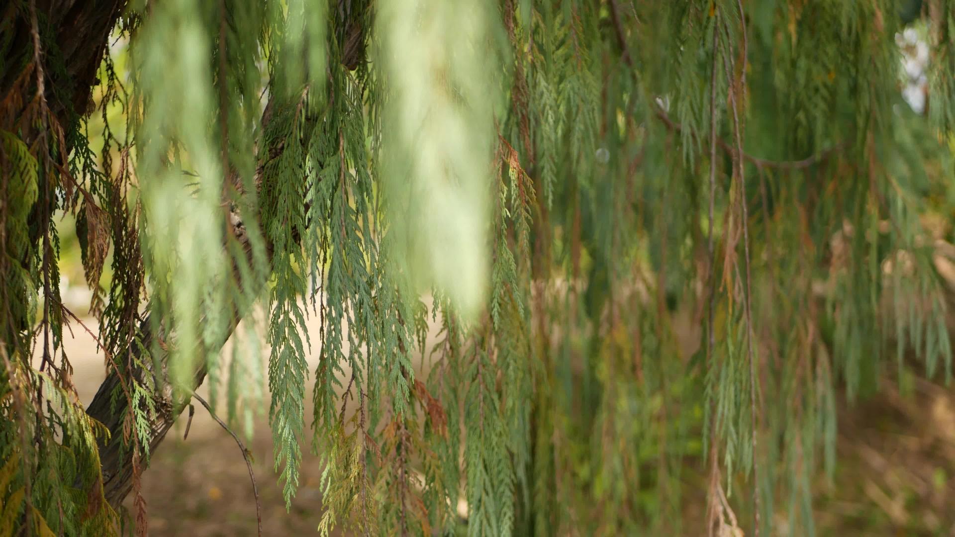 美国加州花园的柏树针叶树特写背景视频的预览图