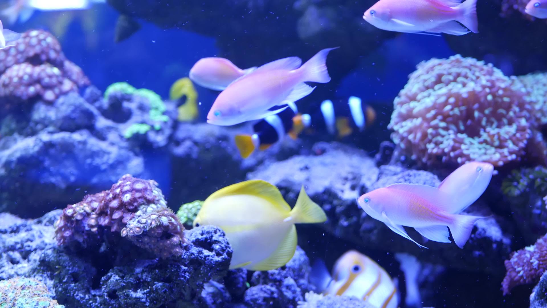 紫罗兰色或紫外线uv紫丁香水族馆的软珊瑚视频的预览图