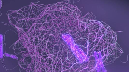 细胞内紫色染色体组视频的预览图