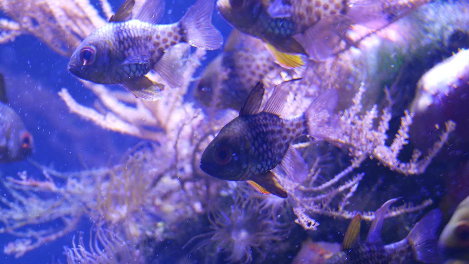 紫罗兰色或紫外线uv紫丁香水族馆的软珊瑚视频的预览图