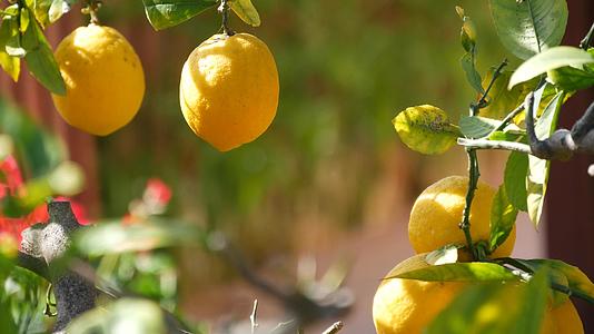 柑橘类柠檬黄果树加利福尼亚美国春天花园美国当地农业视频的预览图