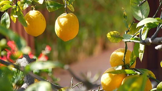 柑橘类柠檬黄果树加利福尼亚美国春天花园美国当地农业视频的预览图