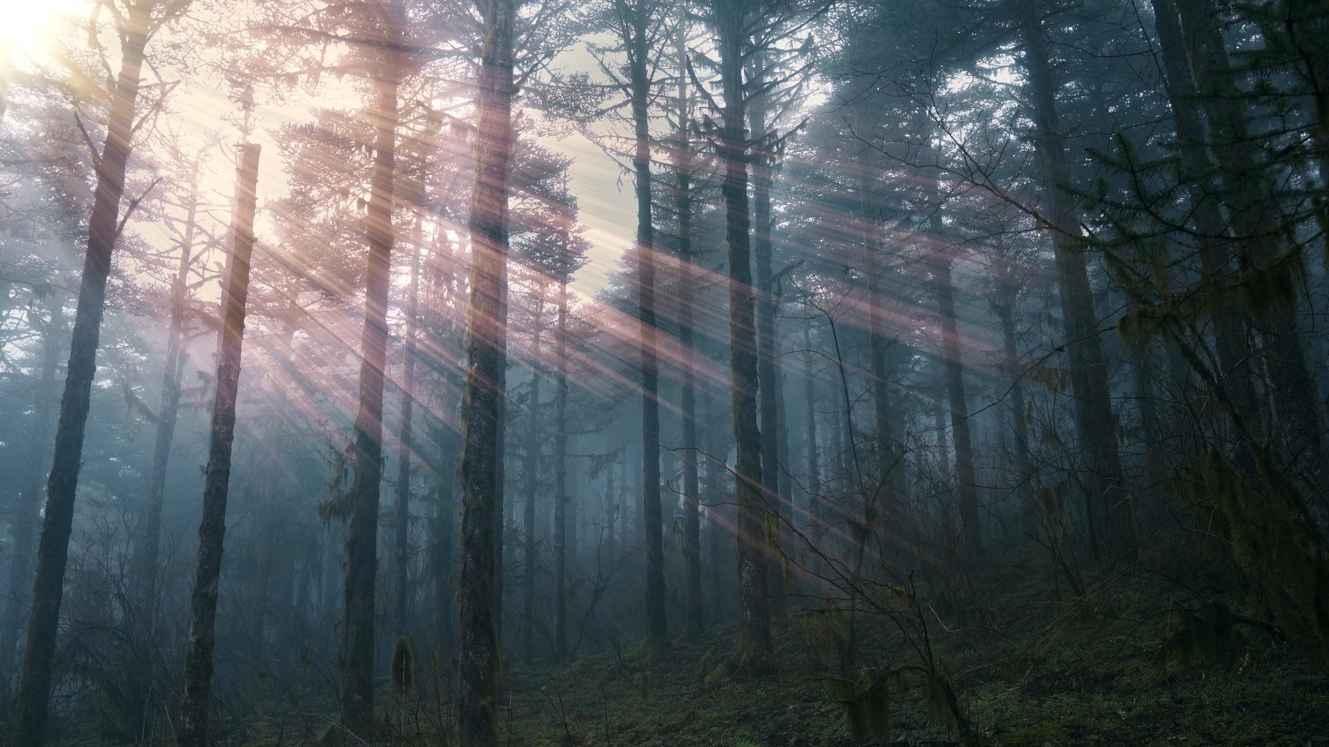 太阳穿过森林视频的预览图