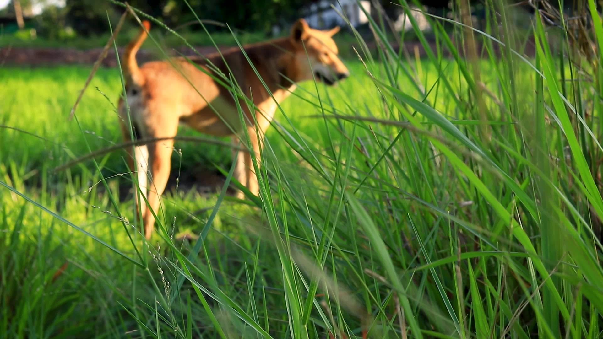 康米迪亚狗在农村慢了四公里视频的预览图