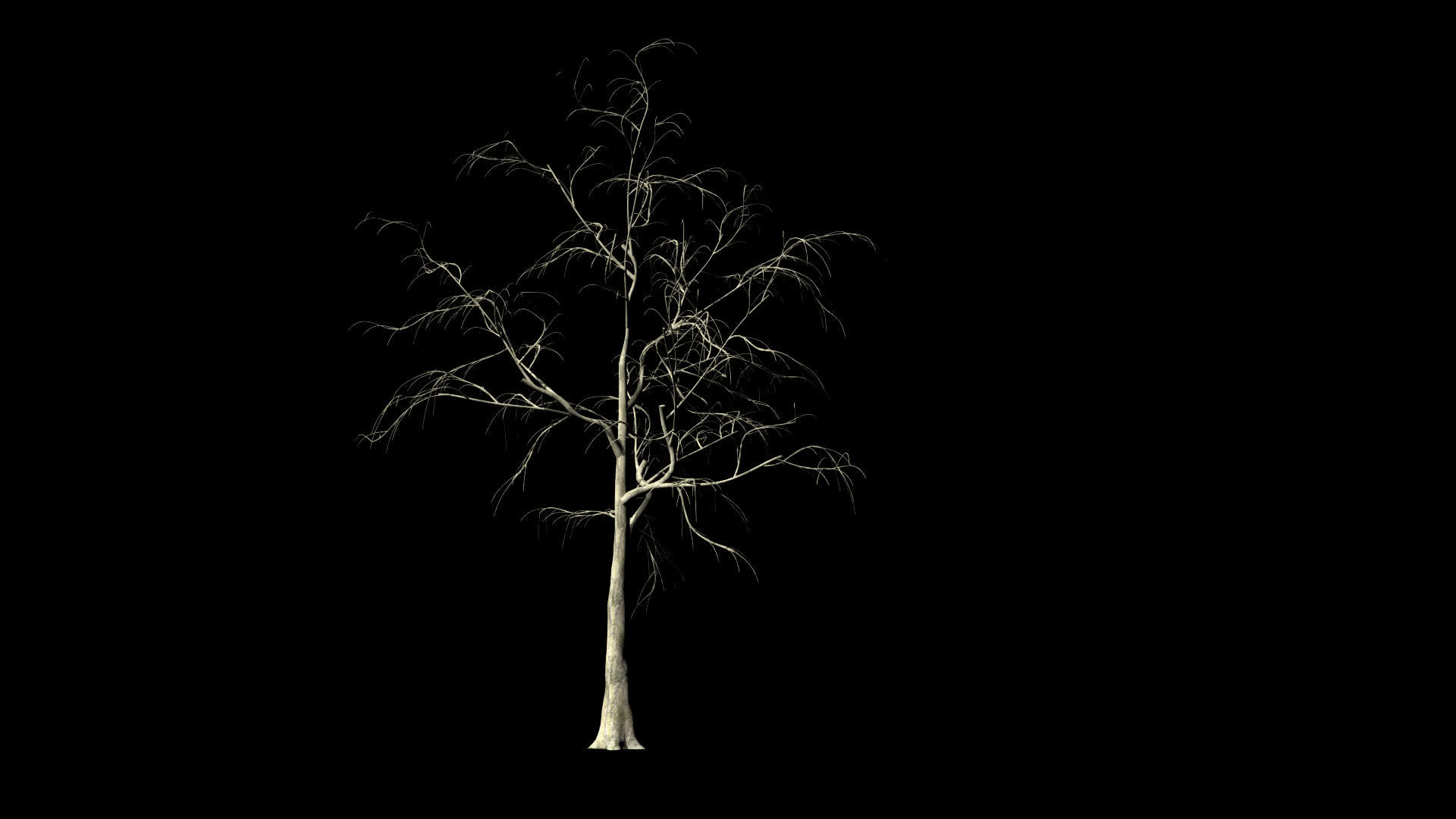 柳树时间折叠生长阿尔法通道视频的预览图