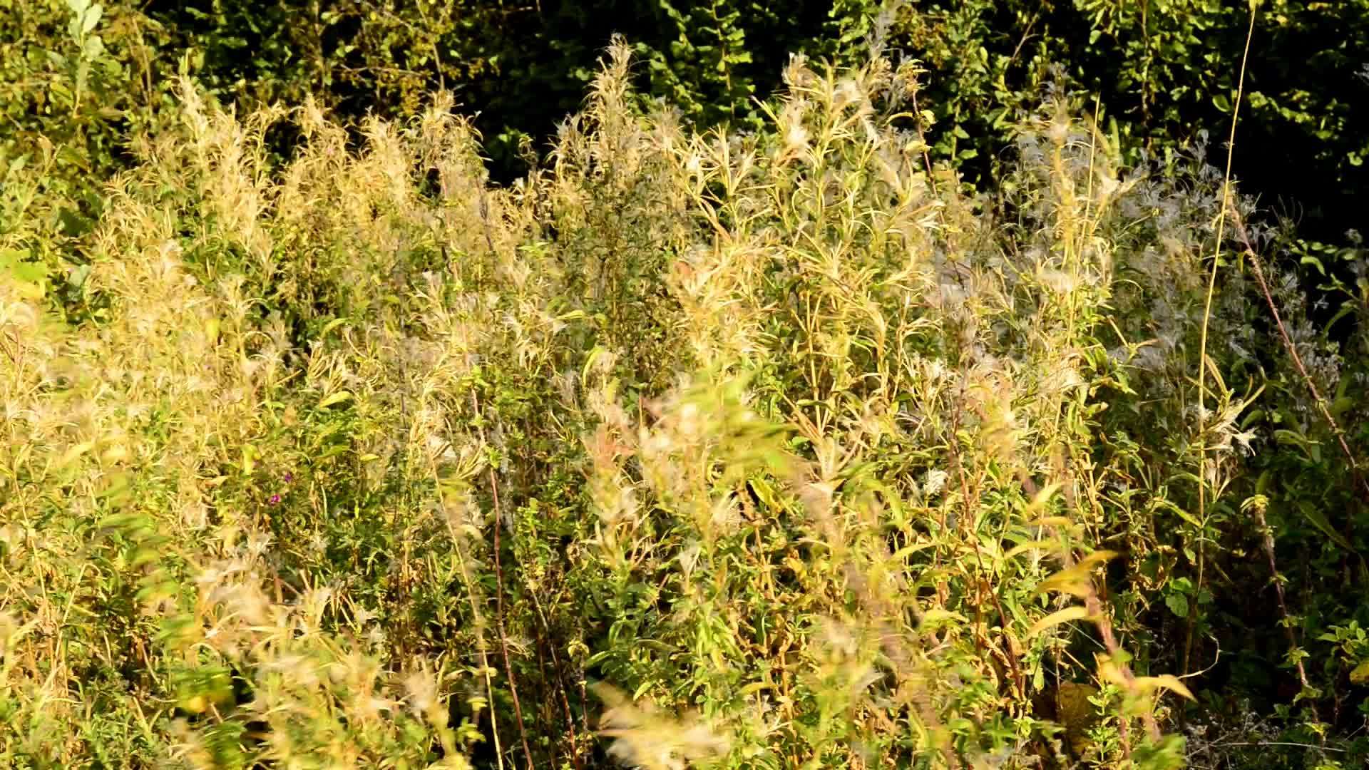 柳叶草秋天种子的药用草药视频的预览图