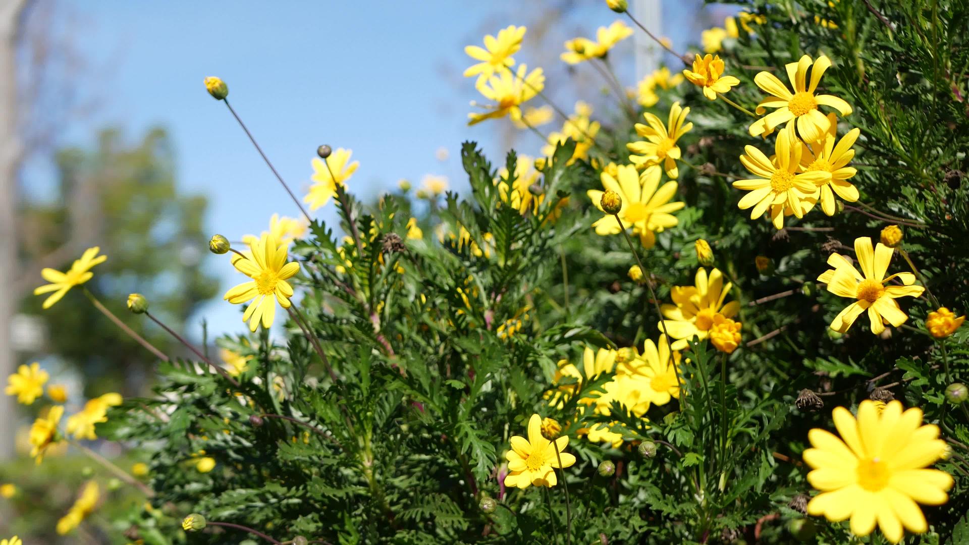 黄色雏菊在美国加利福尼亚州开花视频的预览图