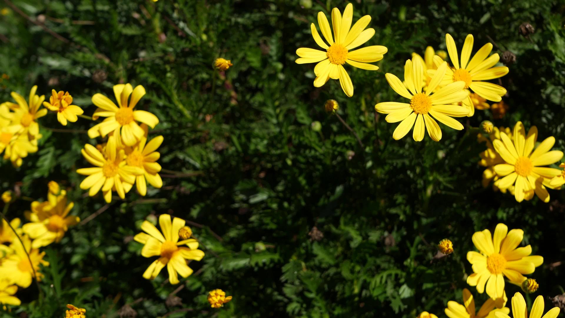 黄色雏菊在美国加利福尼亚州开花视频的预览图