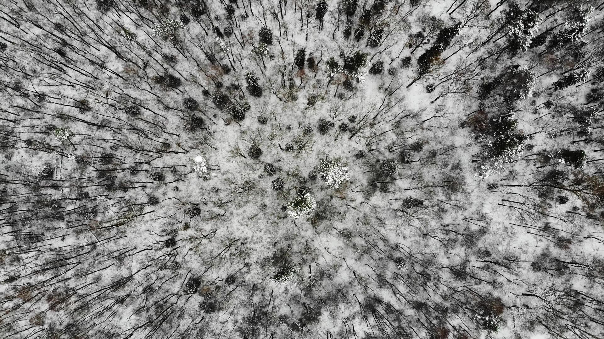 飞越冬天的仙境雪覆盖了森林中的树木K无人驾驶飞机视频视频的预览图