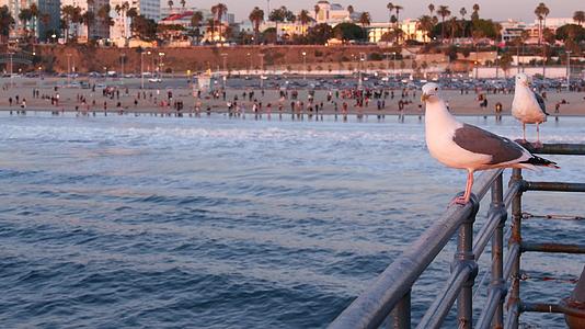 加州夏季海滩美学粉红色日落码头栏杆可爱有趣视频的预览图